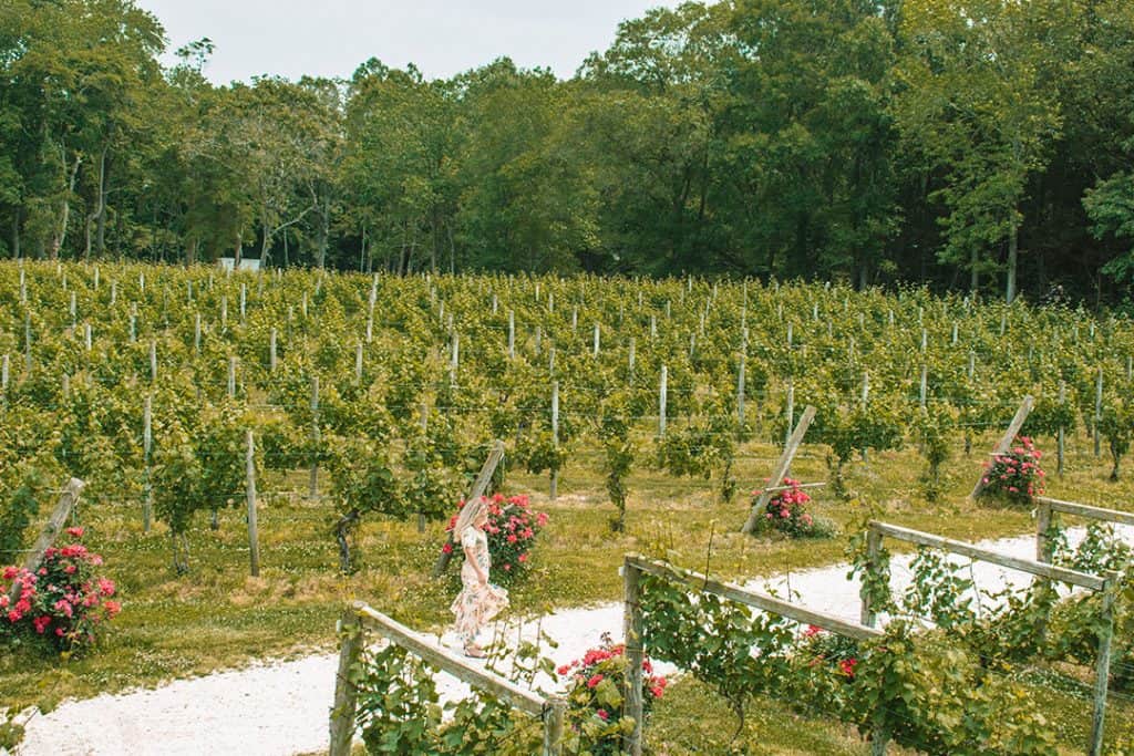 Cape-May-Winery-New-Jersey-USA
