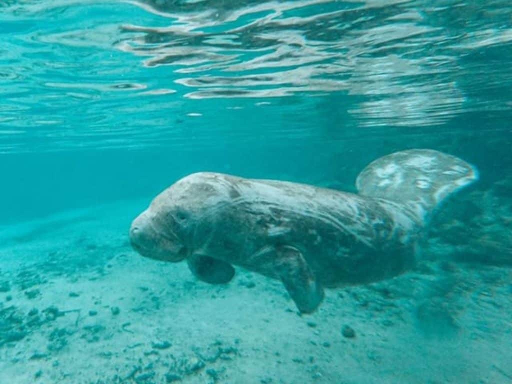 Clearwater Beach Florida Weeki Wachee