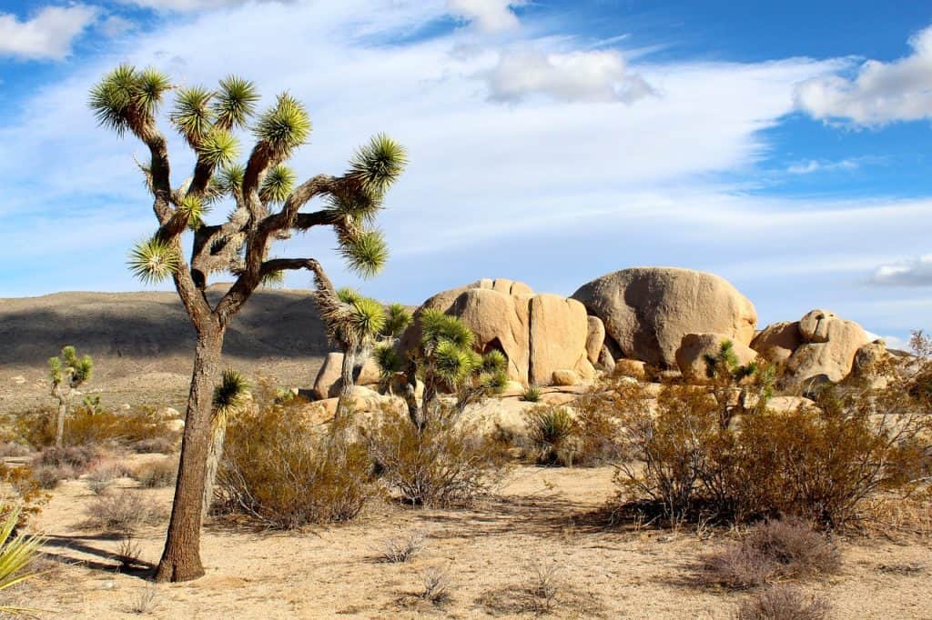 joshua-tree-national-park-southern-colorado