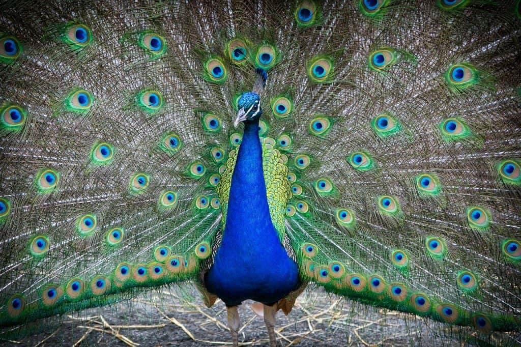 visiting-the-bronx-zoo-new-york-city-blog