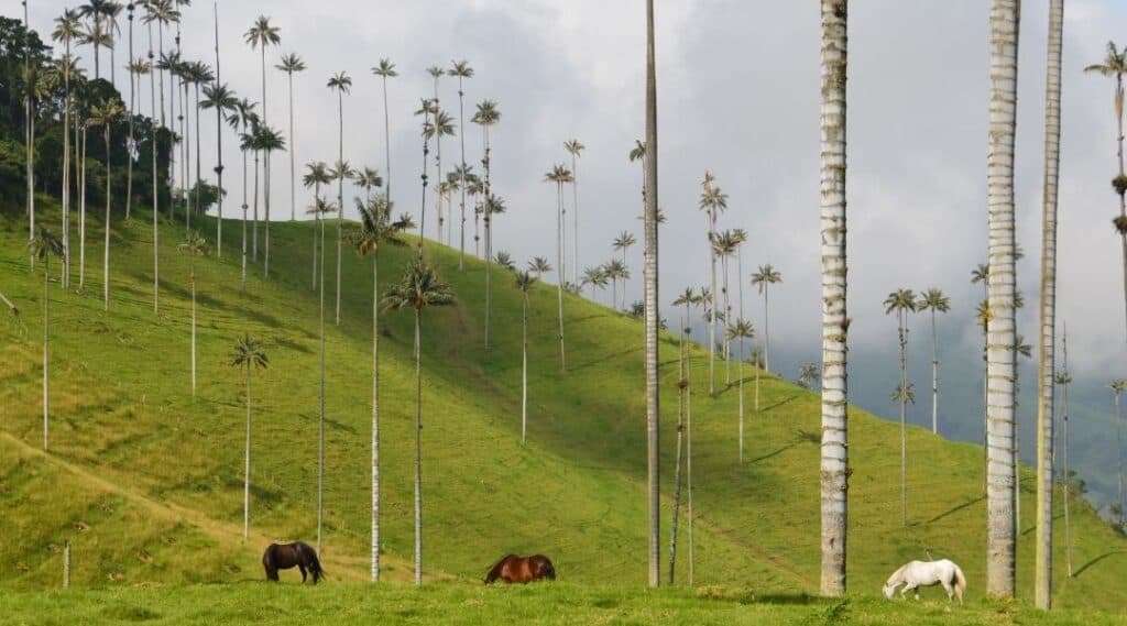 Cocora Valley-Colombia