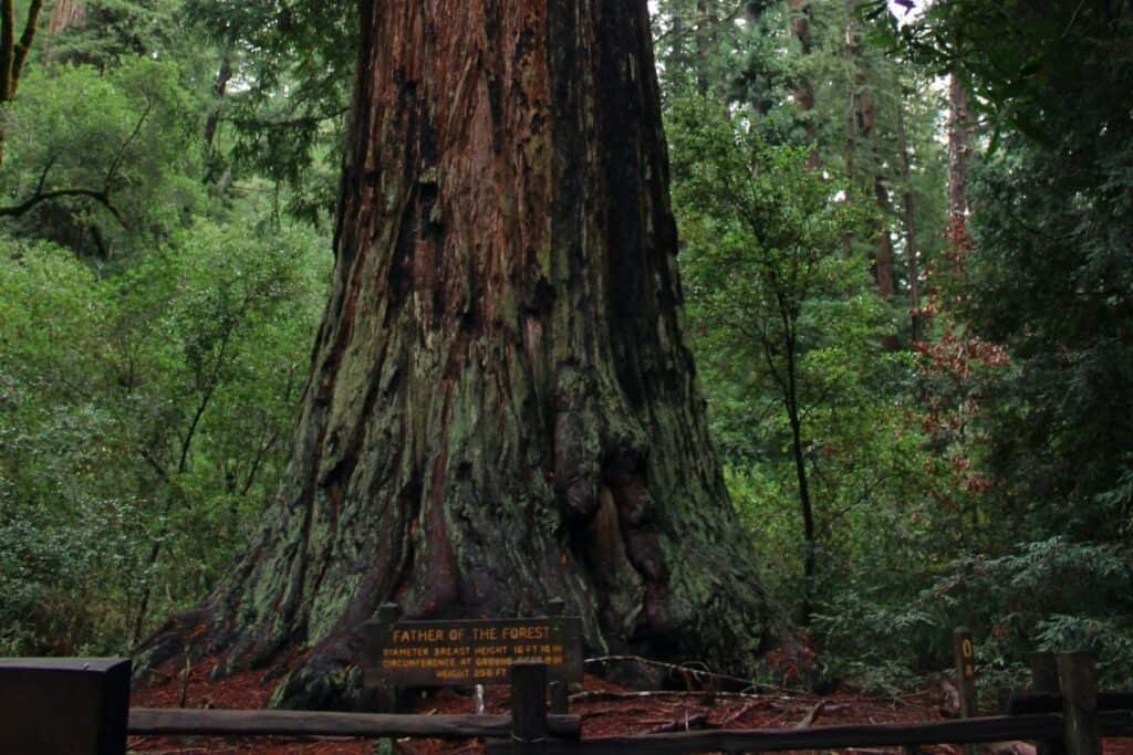 Hiking the Redwoods in Big Basin_Santa Cruz_USA