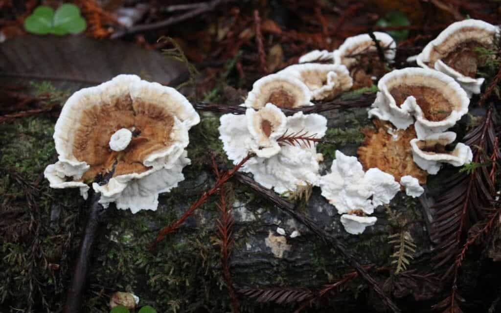 Mushrooms_fun-things-to-do-in-Santa Cruz_California-USA