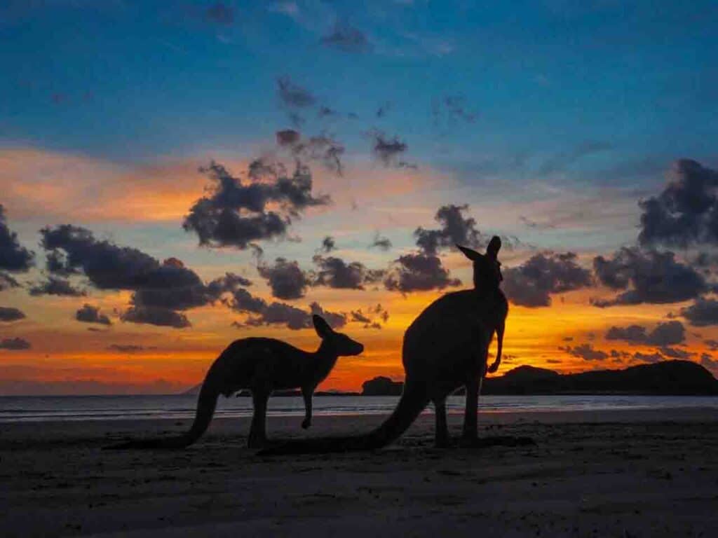 kangaroos-on-the-beach-cape-hillsborough-australia