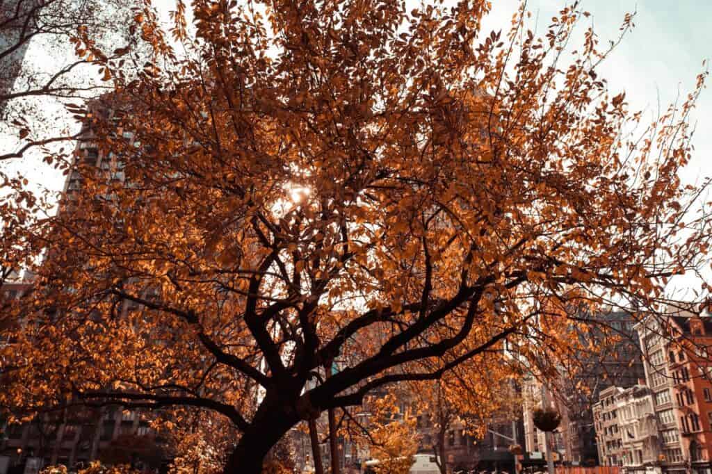 Best Fall Activities in New York City - Fall in NYC