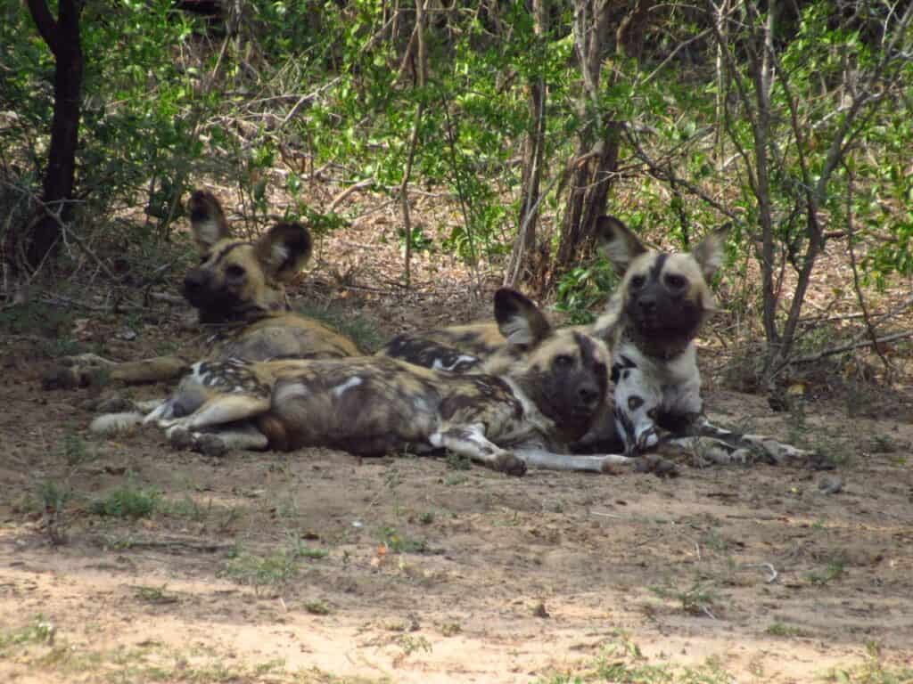 African wild dogs