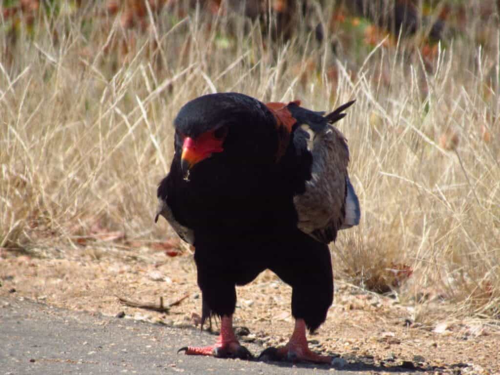 Bateleur at HiP
