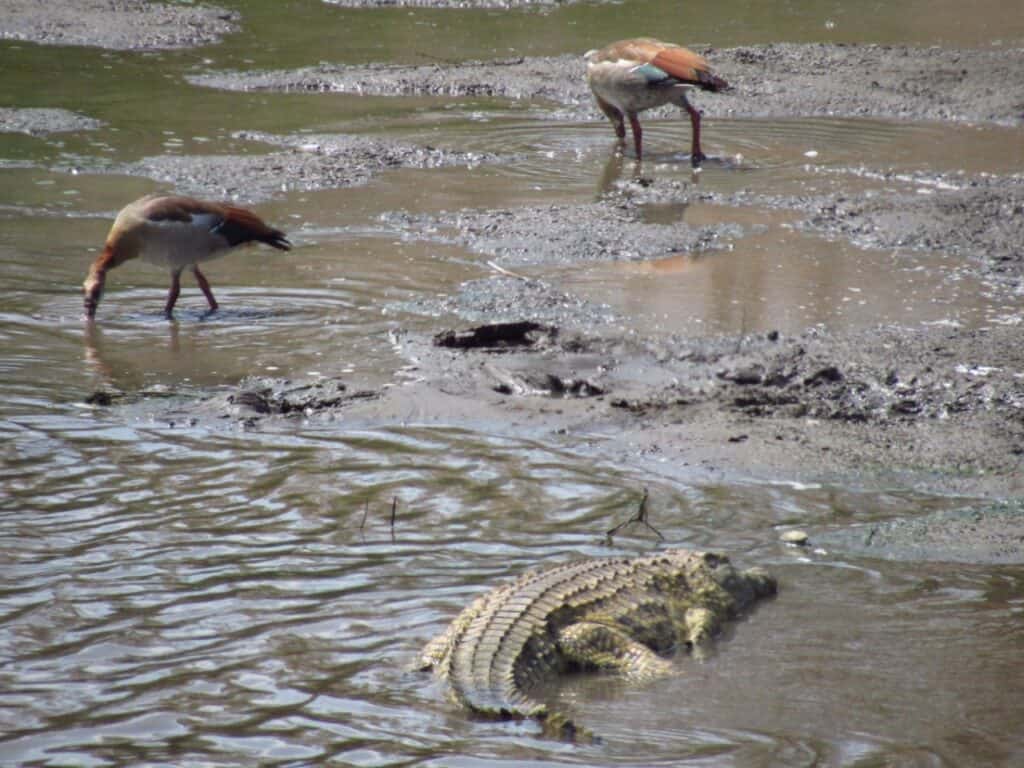 Egyptian geese and a crocodile