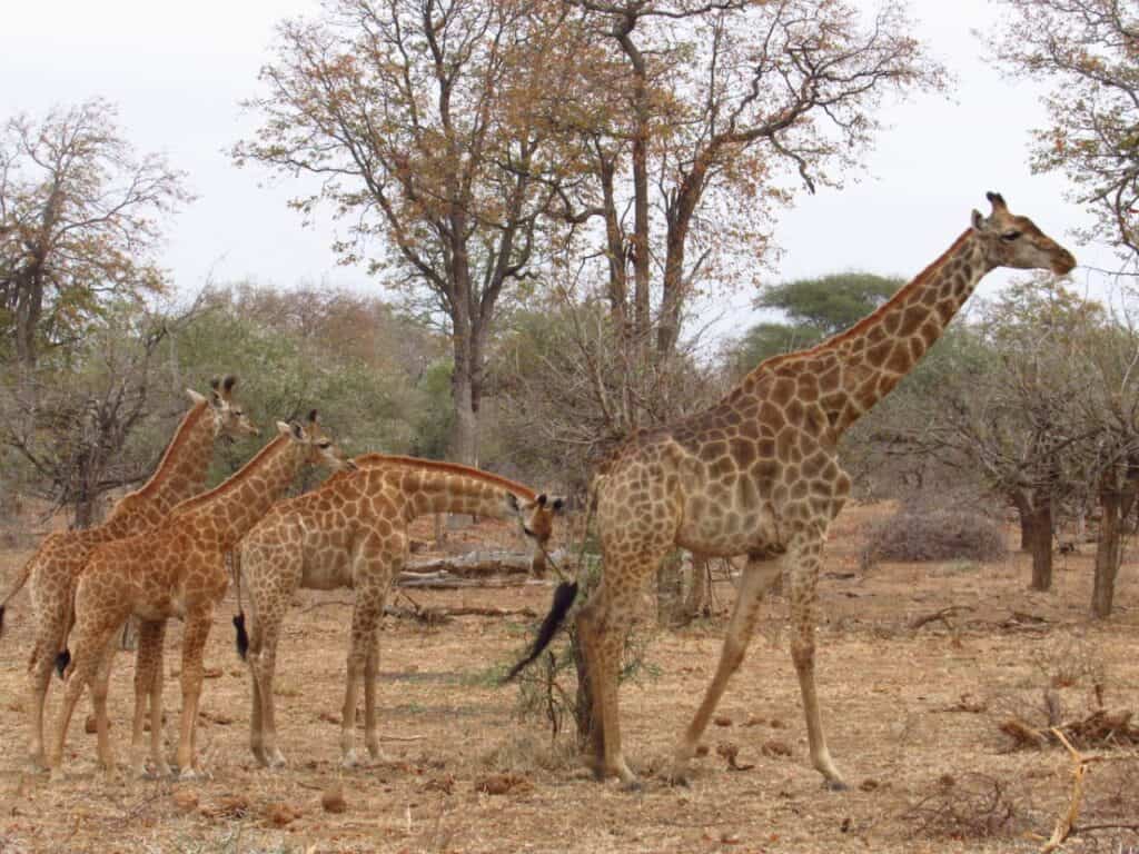 Giraffe calving pool, aka daycare