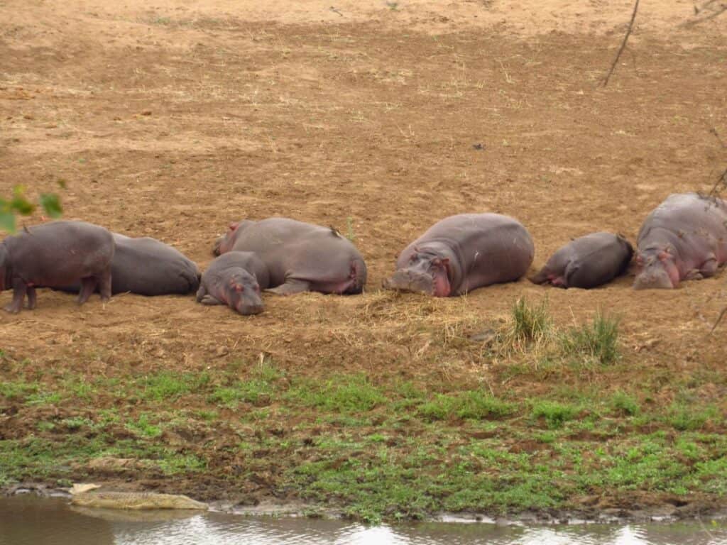 Hippos South Africa