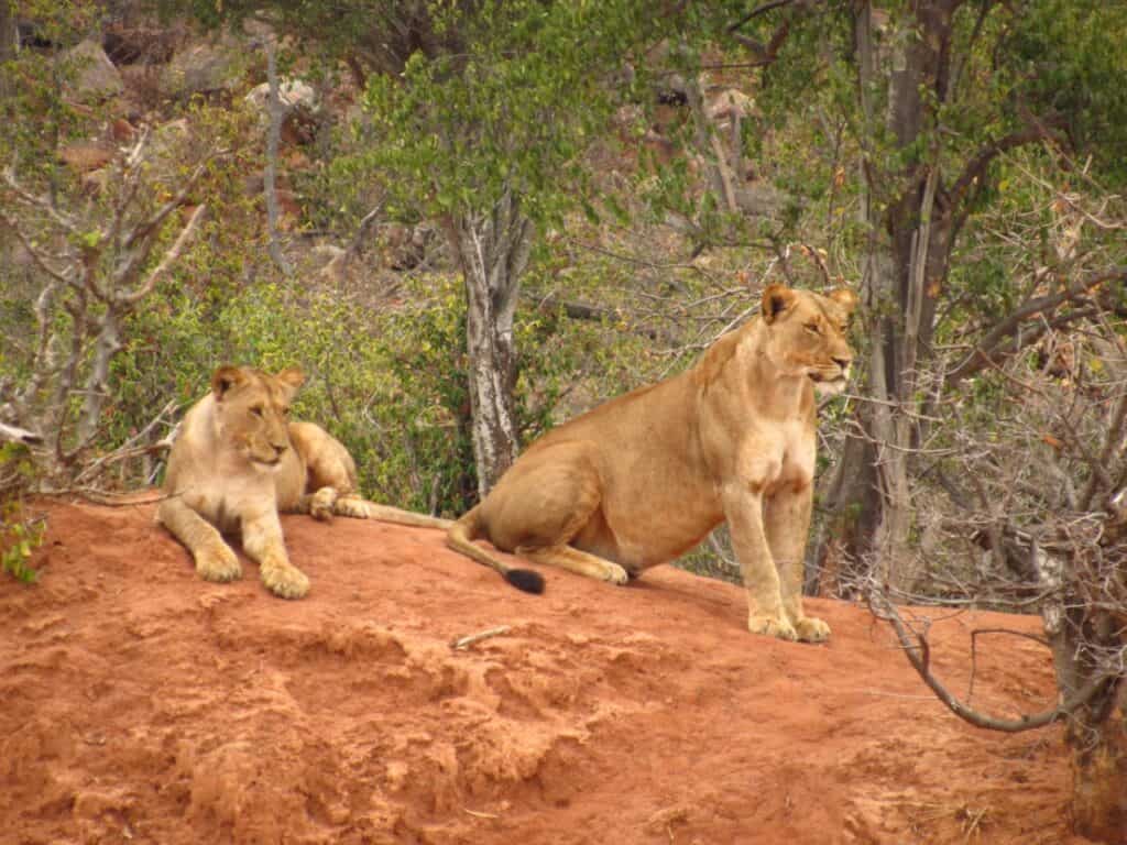 Lions in Kruger