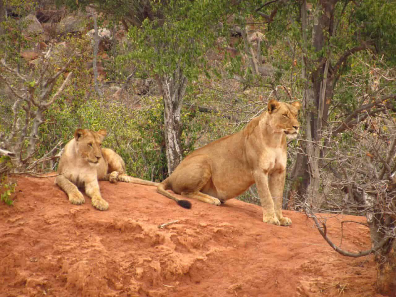Lions in Kruger