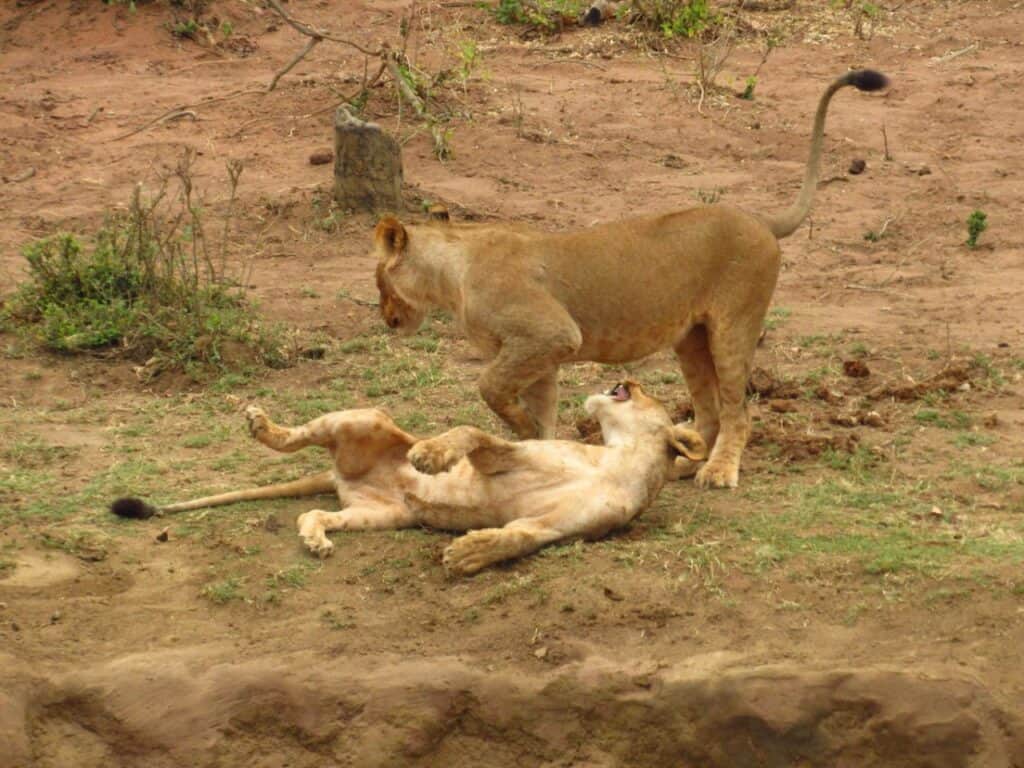 Lions in north Kruger