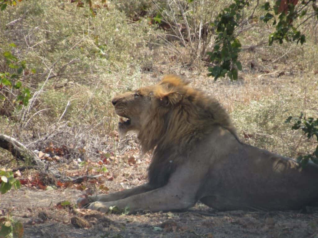Male lion in the grass