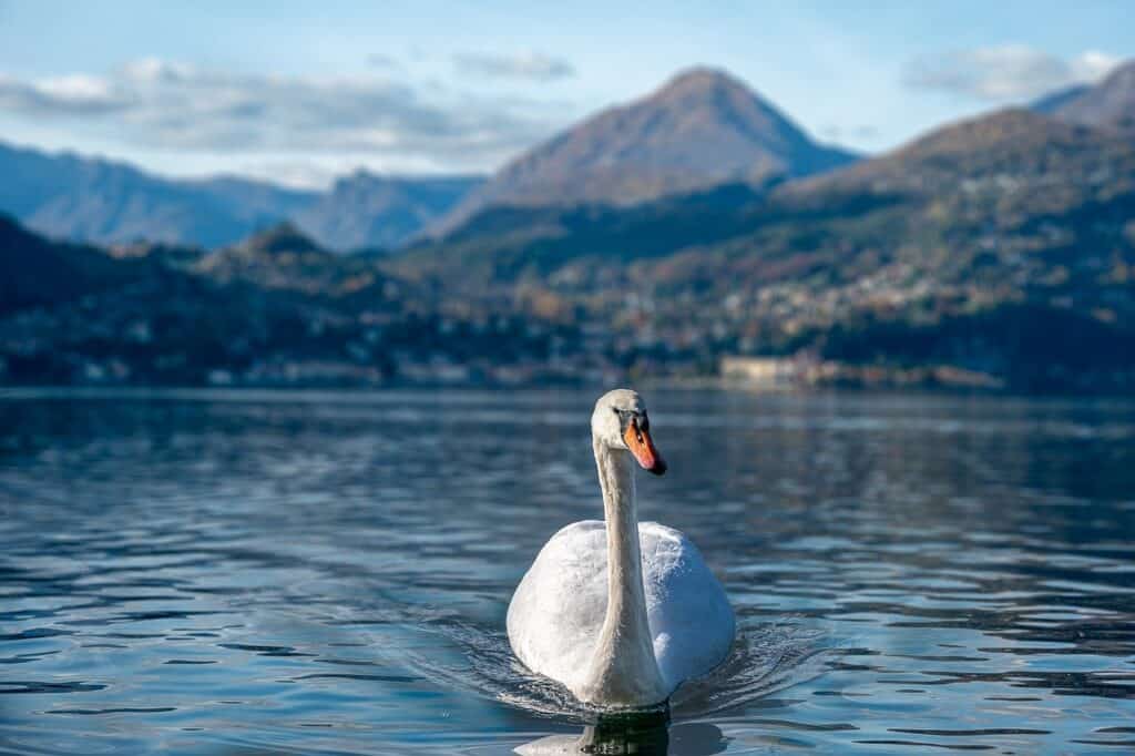 swan-lake como in 5 days