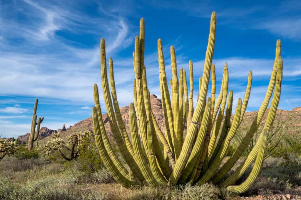 organ pipe cactus monument