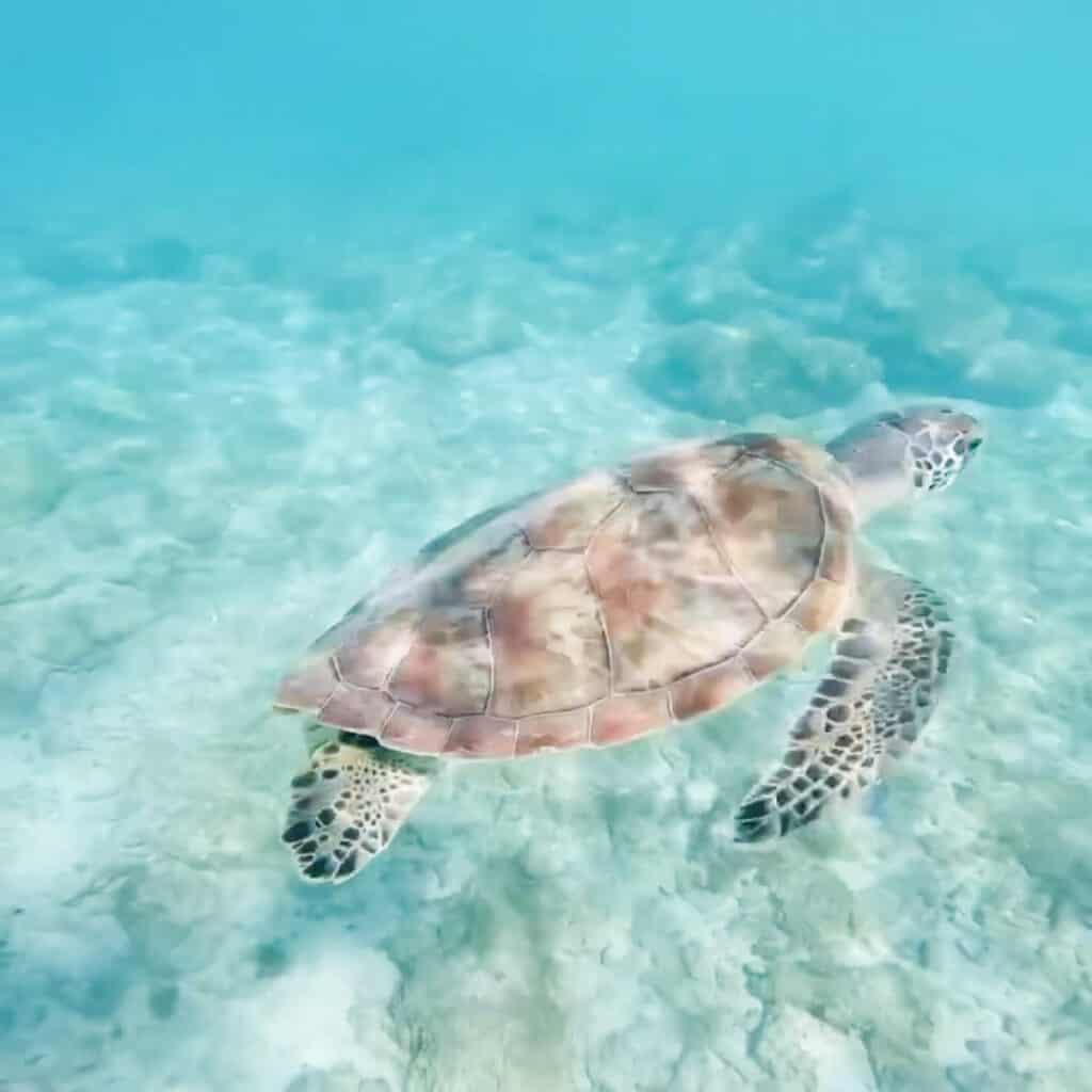turtles-diving-in-bonaire-caribbean-island