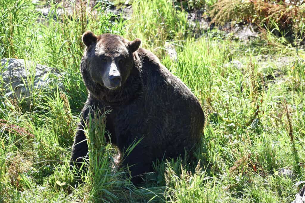 One of the grizzly bears on Grouse Mountain