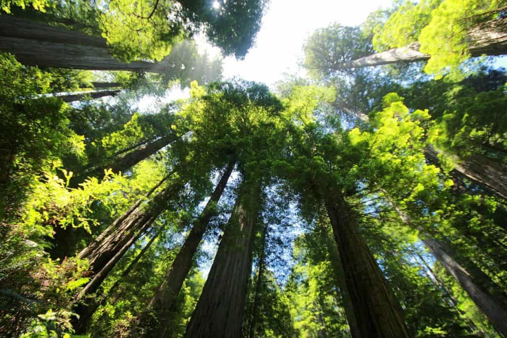 sequoia-usa- most-beautiful-national-parks-in-the-united-states-of-america