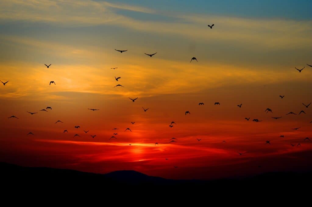 Ways to Travel Sustainably as You Explore Wildlife Destinations