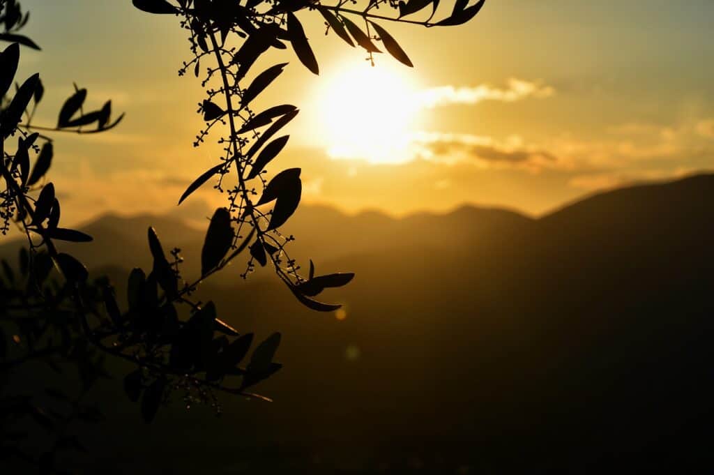 olives-lake-garda-itinerary